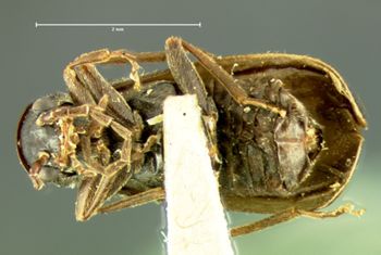Media type: image;   Entomology 3392 Aspect: habitus ventral view